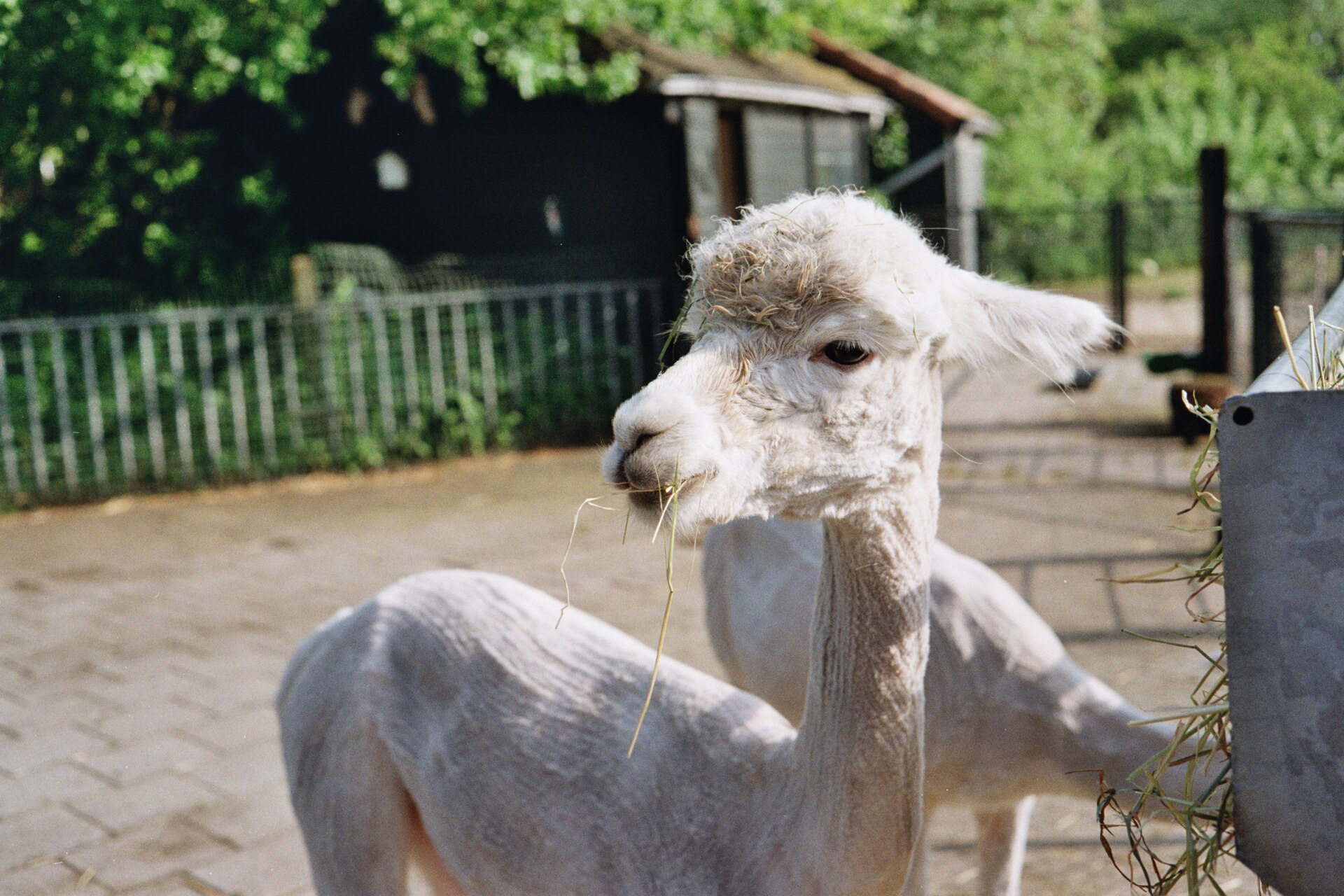 Kinderboerderij Dierendorp: альпака на ферме, май 2024