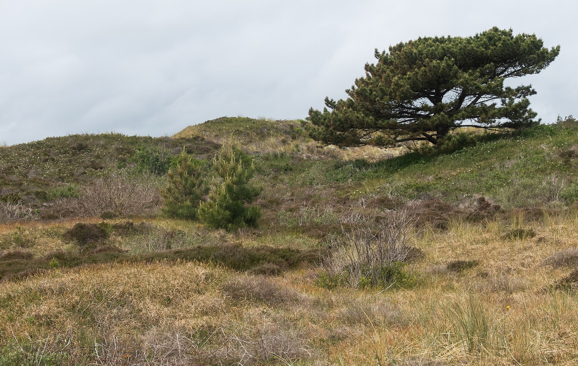 Duinen van Texel: Дюны в сторону Strandpaal 12
