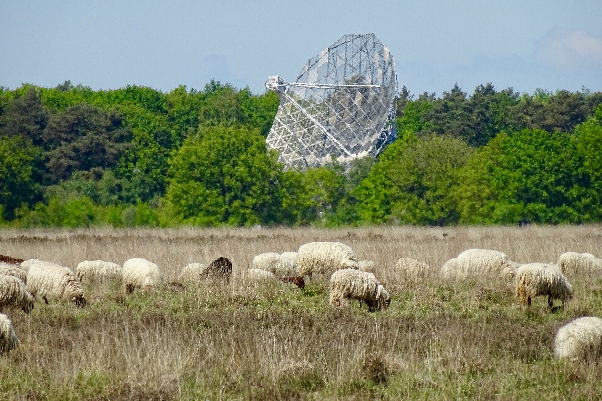 Dwingelderveld: Отара на вереске, за ней радиотелескоп Двингелоо
