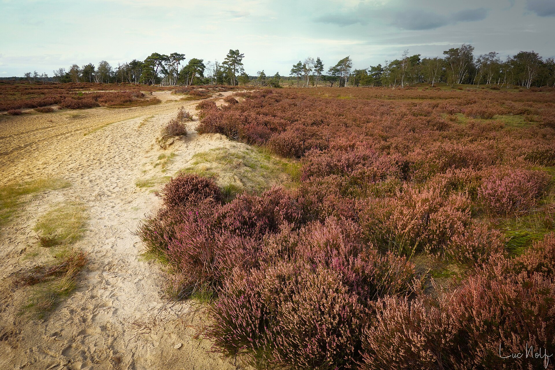 Kalmthoutse Heide: Вересковая пустошь осенью