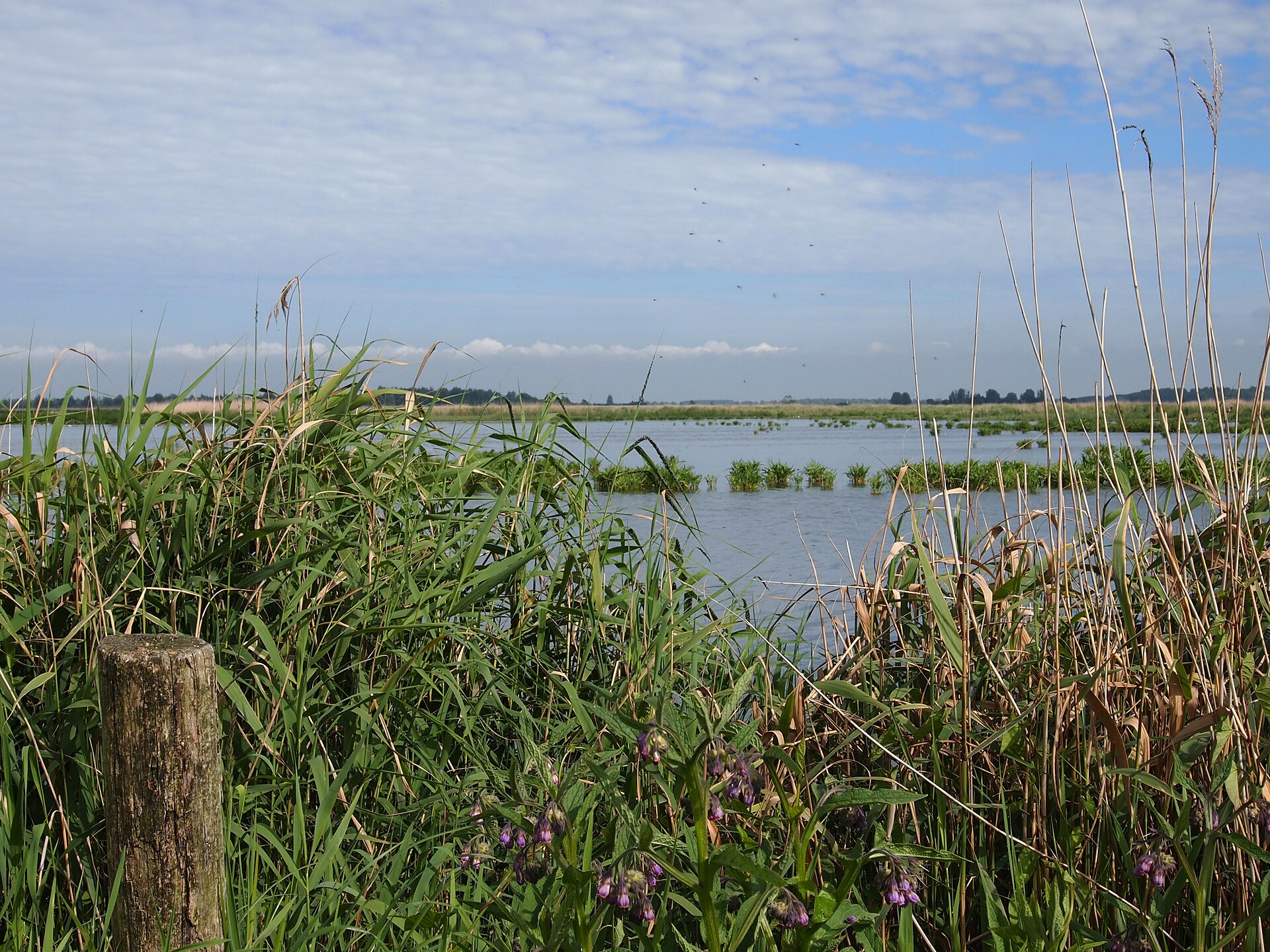 Lauwersmeer: Ezumakeeg: вода и тростник