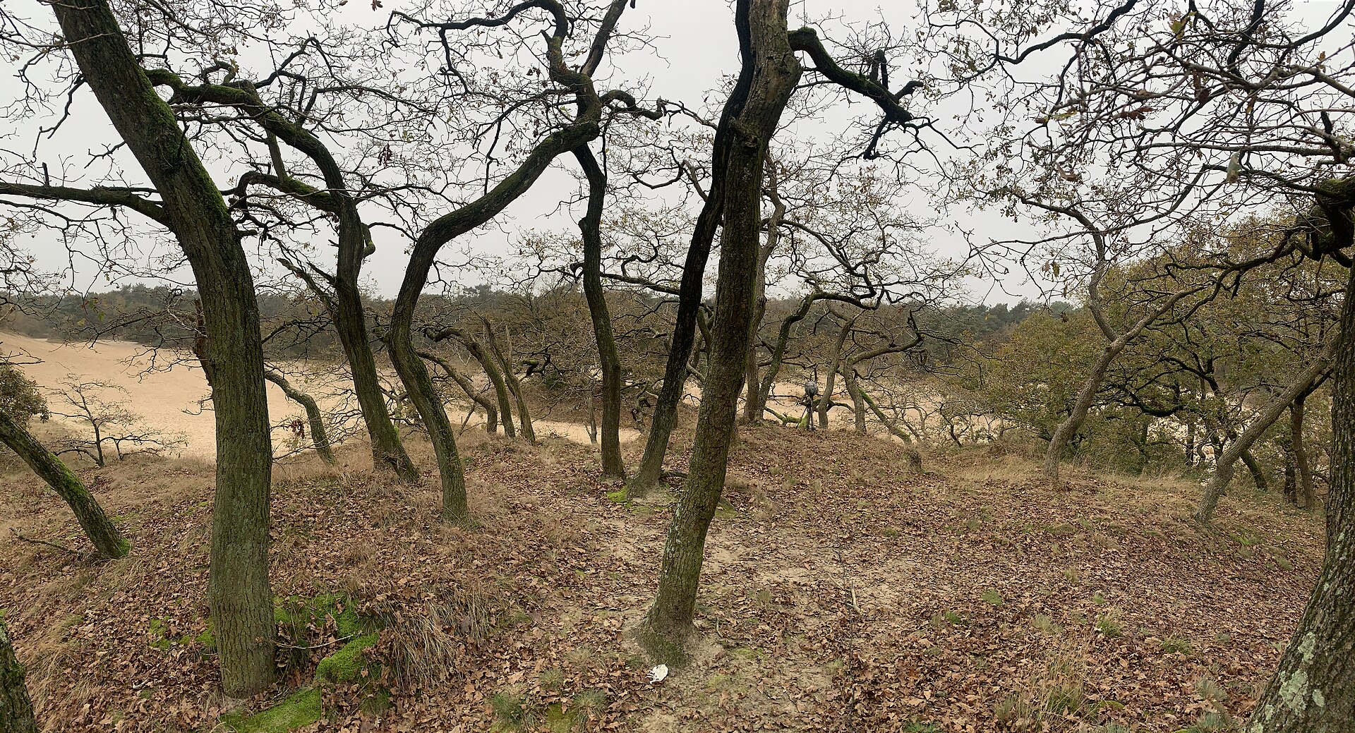 Van Gogh Nationaal Park: Дюны Loonse en Drunense Duinen